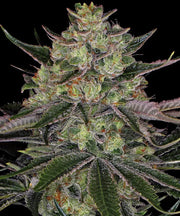 Gorilla Zkittlez Strain, Gorilla Glue x Original Z Strain